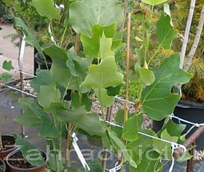 liriovník - Liriodendron tulipifera 'Fastigiata'
