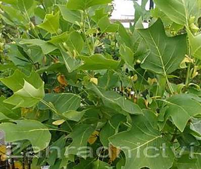 liriovník - Liriodendron tulipifera 'Jackson'