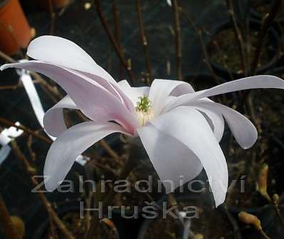 šácholan - Magnolia stellata.