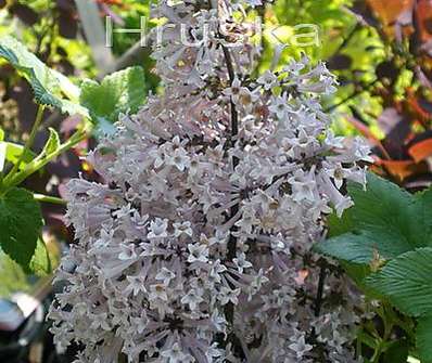 šeřík - Syringa patula 'Miss Kim'.