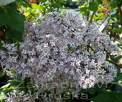 šeřík - Syringa patula 'Miss Kim'.