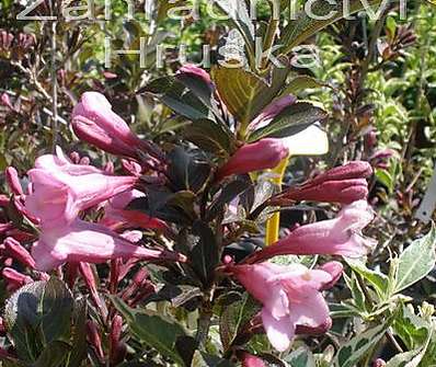 vajgelie - Weigela florida 'Foliis Purpureis'
