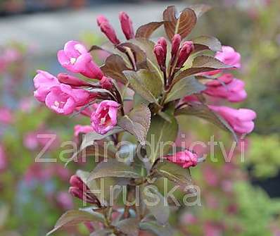 vajgelie - Weigela florida 'Foliis Purpureis'
