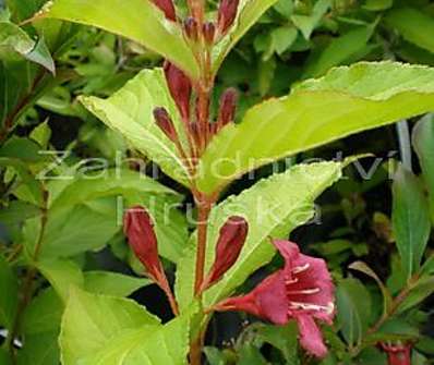 vajgelie - Weigela florida 'Jeans Gold'.