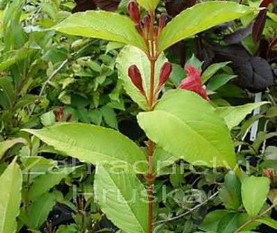 vajgelie - Weigela florida 'Jeans Gold'.