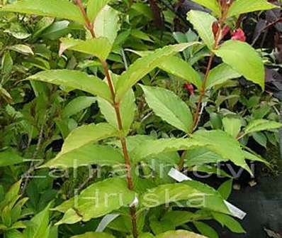 vajgelie - Weigela florida 'Jeans Gold'.