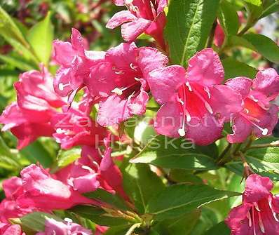 vajgelie - Weigela růžová