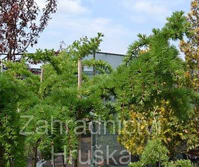 modřín - Larix kaempferi 'Little Bogle'.