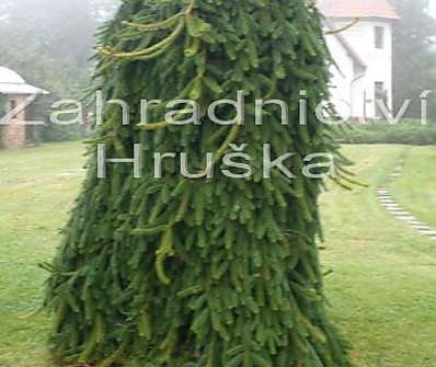 smrk - Picea abies 'Inversa'
