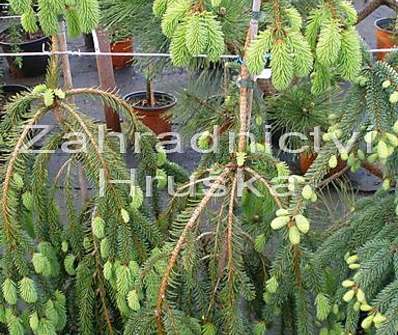 smrk - Picea abies 'Inversa'