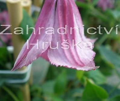 plamének - Clematis 'Alionushka'