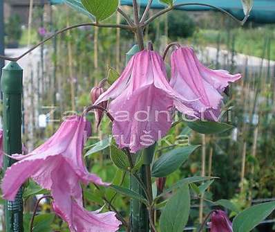 plamének - Clematis 'Alionushka'