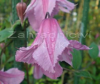 plamének - Clematis 'Alionushka'