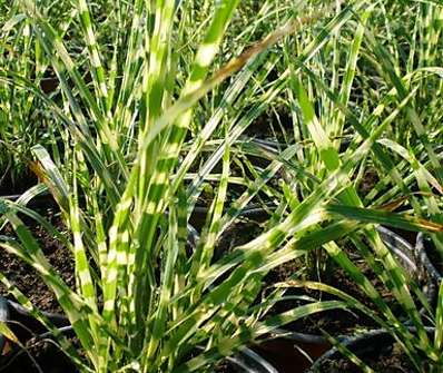 ozdobnice - Miscanthus sinensis 'Gold Bar'