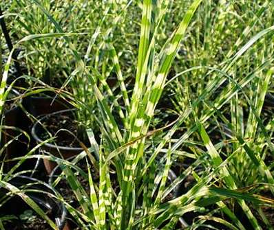 ozdobnice - Miscanthus sinensis 'Gold Bar'