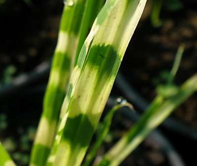 ozdobnice - Miscanthus sinensis 'Gold Bar'