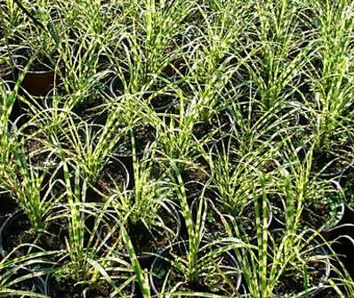 ozdobnice - Miscanthus sinensis 'Gold Bar'