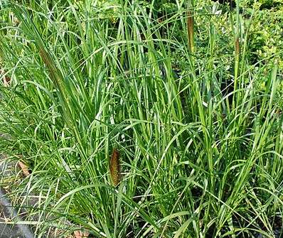 dochan - Pennisetum viridensis