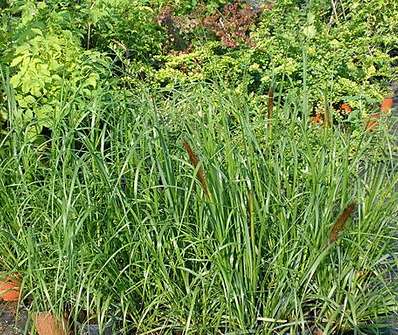 dochan - Pennisetum viridensis