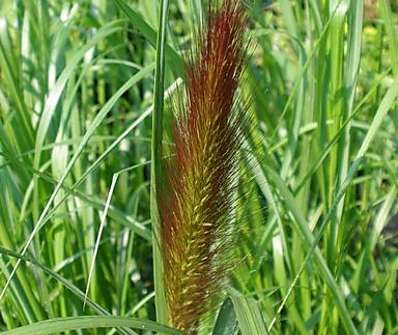 dochan - Pennisetum viridensis