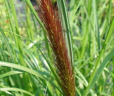 dochan - Pennisetum viridensis