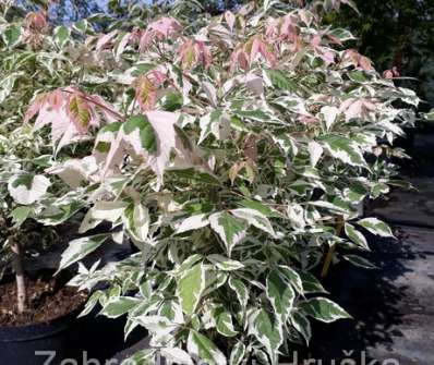 javor - Acer negundo 'Flamingo'