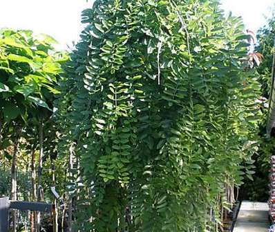 jerlín - Sophora japonica 'Pendula'