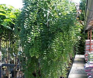 jerlín - Sophora japonica 'Pendula'