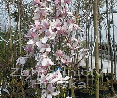 šácholan - Magnolia soulangeana.