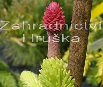 smrk - Picea abies 'Acrocona'