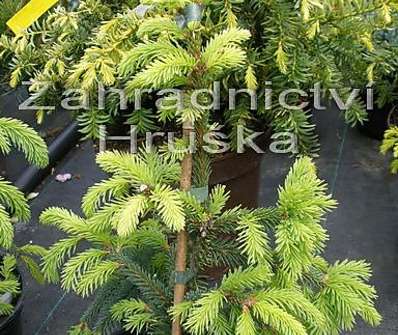 smrk - Picea abies 'Acrocona'