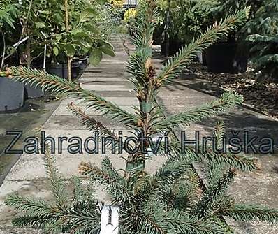 smrk - Picea abies 'Acrocona'