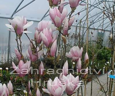 šácholan - Magnolia soulangeana