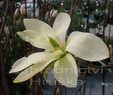 šácholan - Magnolia brookl. 'Yellow Bird'