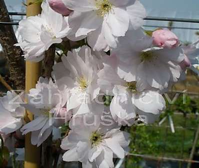 třešeň - Prunus serruleta 'Amanogava'