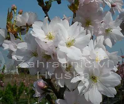 třešeň - Prunus serruleta 'Amanogava'
