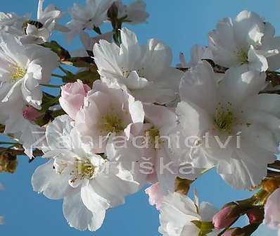 třešeň - Prunus serruleta 'Amanogava'