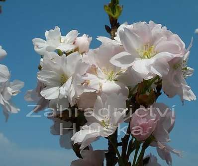 třešeň - Prunus serruleta 'Amanogava'