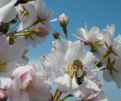 třešeň - Prunus serruleta 'Amanogava'