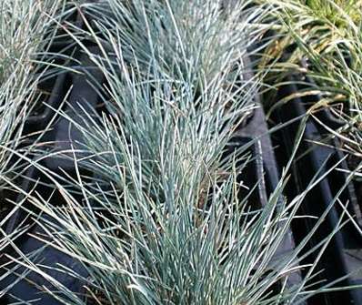 kostřava - Festuca glauca 'Silver Linning'
