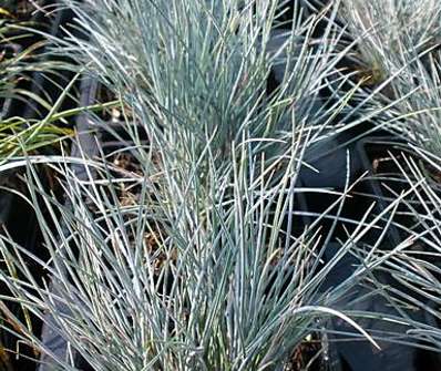 kostřava - Festuca glauca 'Silver Linning'