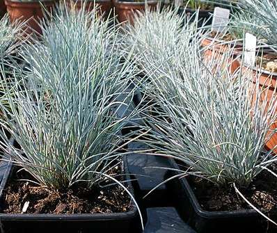 kostřava - Festuca glauca 'Silver Linning'