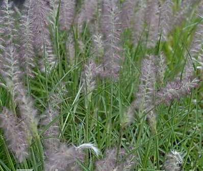 dochan - Pennisetum orientale