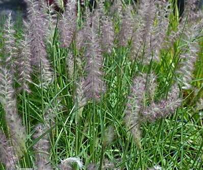 dochan - Pennisetum orientale