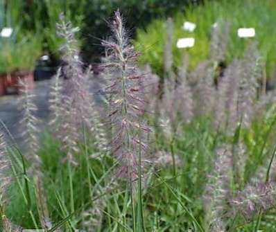 dochan - Pennisetum orientale