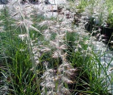 dochan - Pennisetum orientale