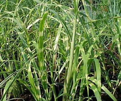 ozdobnice - Miscanthus sinensis 'Little Zebra'