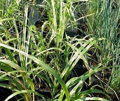 ozdobnice - Miscanthus sinensis 'Little Zebra'