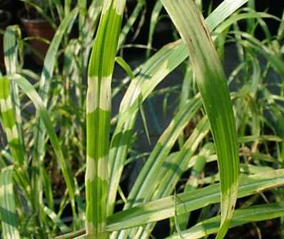 ozdobnice - Miscanthus sinensis 'Little Zebra'