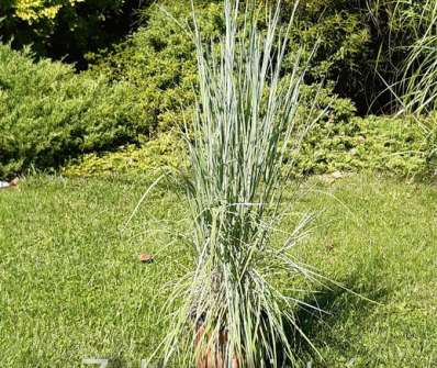 prériovka - Andropogon scoparius 'Prairie Blues'